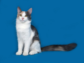 Obraz premium Fluffy tricolor cat sitting on blue