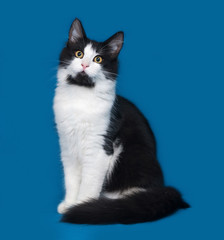 Fluffy black and white cat sitting on blue