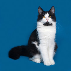 Fototapeta premium Fluffy black and white cat sitting on blue