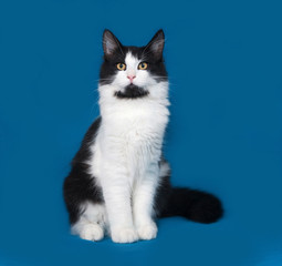 Fototapeta na wymiar Fluffy black and white cat sitting on blue