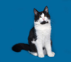 Fluffy black and white cat sitting on blue