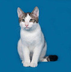 Naklejka na ściany i meble White and gray kitten sitting on blue