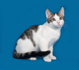 White and gray kitten sitting on blue