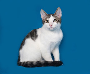 Naklejka na ściany i meble White and gray kitten sitting on blue
