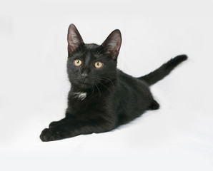 Black and white fluffy kitten lies on gray
