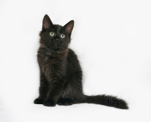 Black fluffy kitten sits on gray