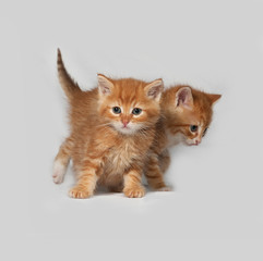 Two red kitten on gray