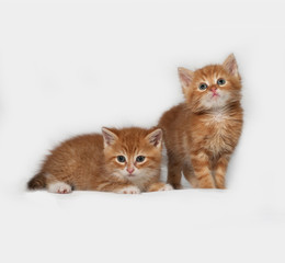 Fototapeta na wymiar Two red kitten on gray