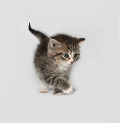 Fototapeta na wymiar Gray and white fluffy kitten standing on gray