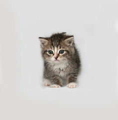 Obraz premium Gray and white fluffy kitten standing on gray