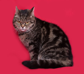 Striped cat sitting on red