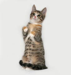 Tricolor kitten standing on gray