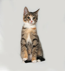 Gray kitten sitting on gray