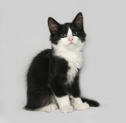 Black and white fluffy kitten sits on gray