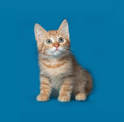 Red and white kitten sitting on blue background