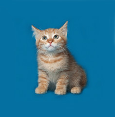 Fototapeta na wymiar Red fluffy kitten sitting on blue