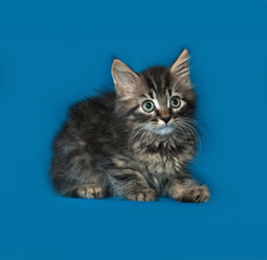 Siberian fluffy tabby kitten sitting on blue
