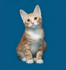 Red and white kitten sitting on blue