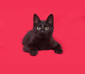 Black cat lies on red