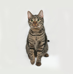 Naklejka na ściany i meble Striped cat sits on gray