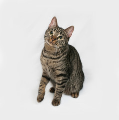Striped cat sits on gray