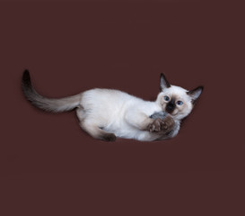 Thai white kitten playing on brown