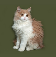 Fluffy red and white kitten sitting on green