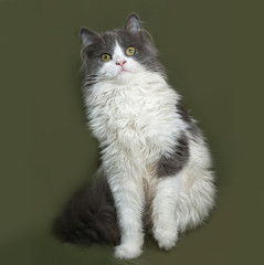 Fluffy gray and white kitten sitting on green