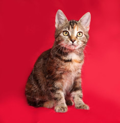 Tricolor kitten sitting on red