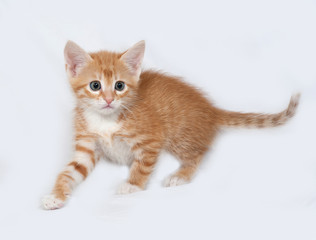 Red and white kitten going on gray
