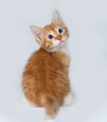 Red and white kitten sitting on gray