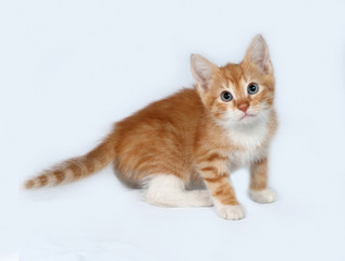 Red and white kitten sitting on gray