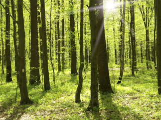 Obraz premium nature