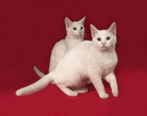 Two white kitten sitting on red