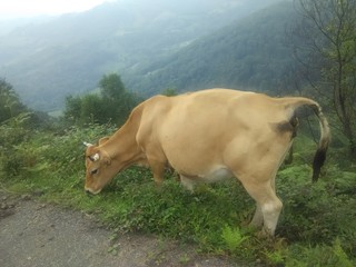 High mountain cow