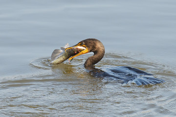 Double-crested Cormorant with Large Catfish