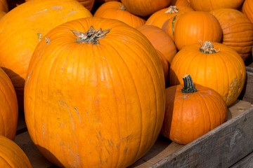 Kürbisse auf Haufen