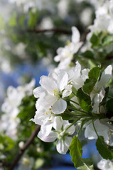   blooming white flowers
