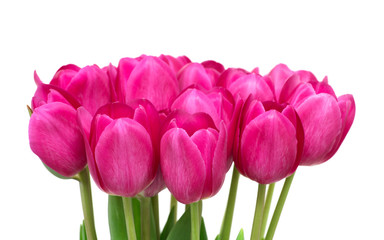 Fototapeta premium tulips