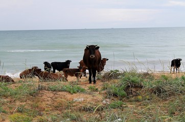 krowy na plaży