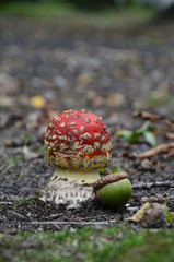 Toksyczna miłość © KrólestwoNauki