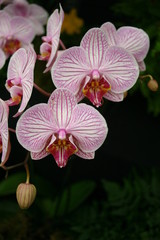 Pink veined white orchid flower