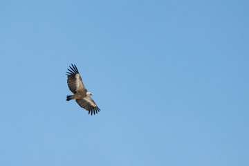 Obraz premium vulture