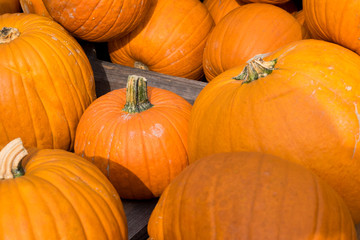 Kürbisse auf Haufen