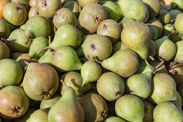 Picked ripe pears
