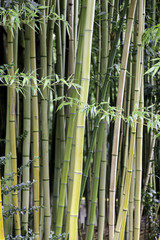 Fototapeta premium Bamboo plants