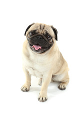 Obraz premium Funny pug dog isolated on a white