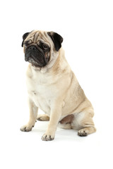 Obraz premium Funny pug dog isolated on a white