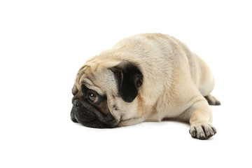 Funny pug dog isolated on a white