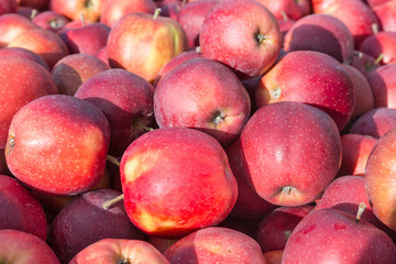 picked ripe apples